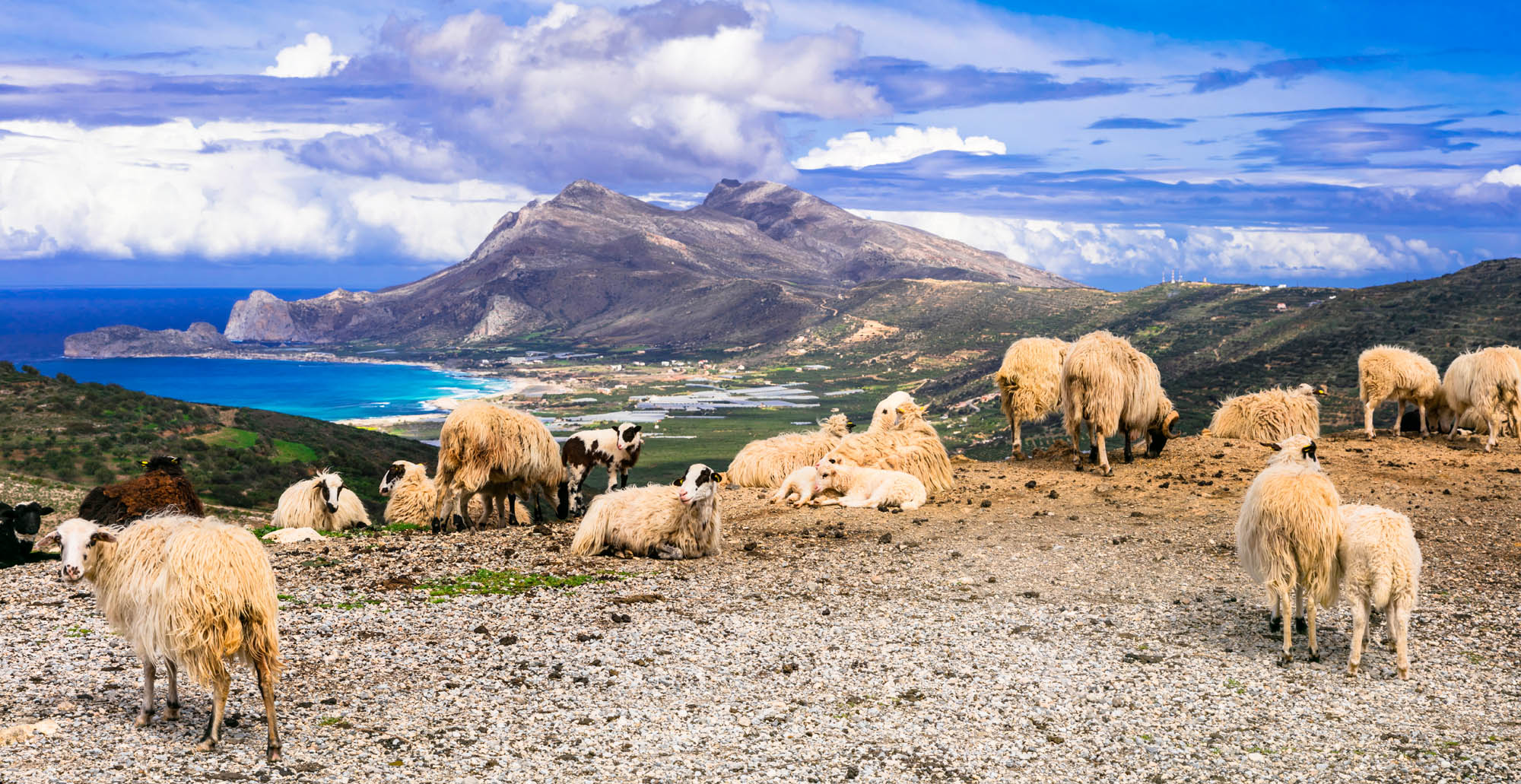Kreta, region Sfakia, stafo kóz pasie sie w górach