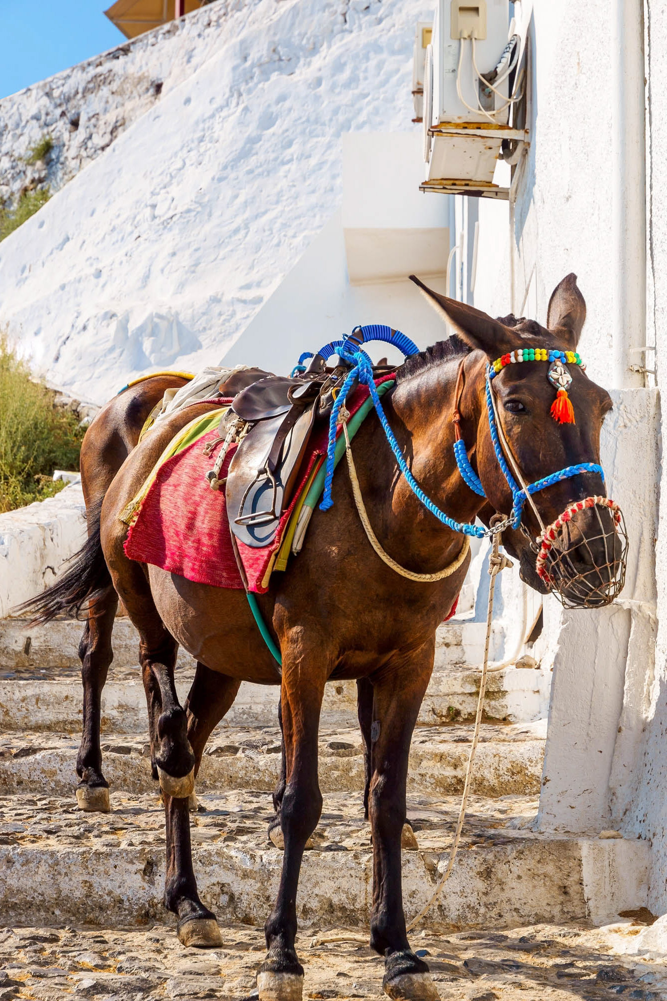 osiołki na santorini, trasa na góre do firy