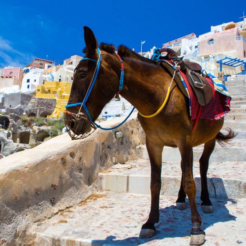 osiołki na santorini, trasa na góre do firy