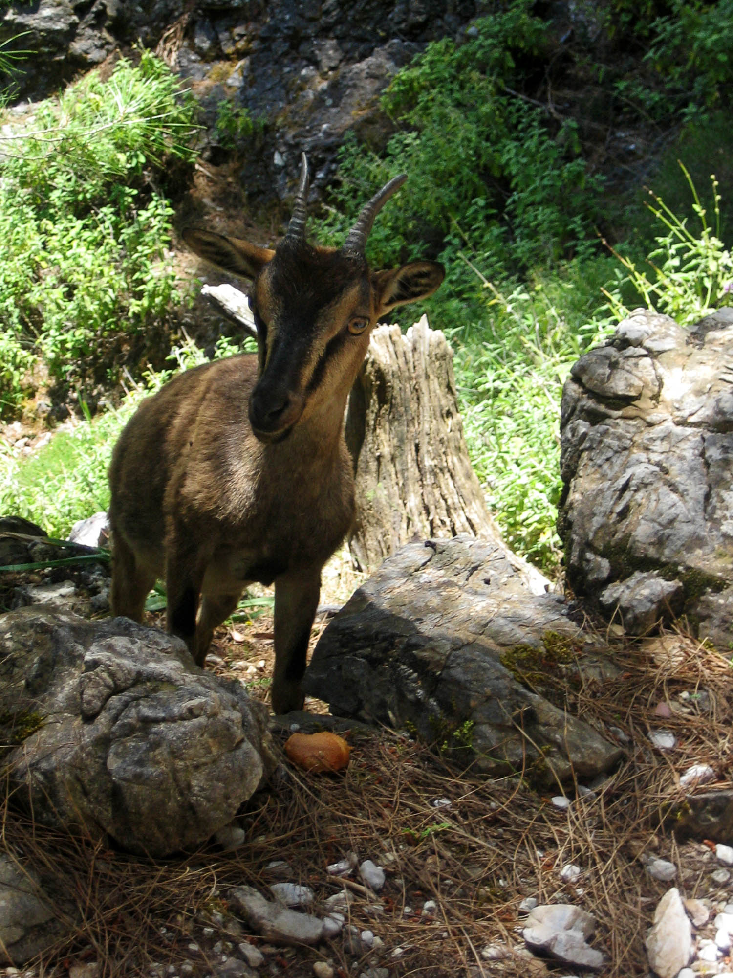 wąwóz samaria, koza kri-kri, kreta
